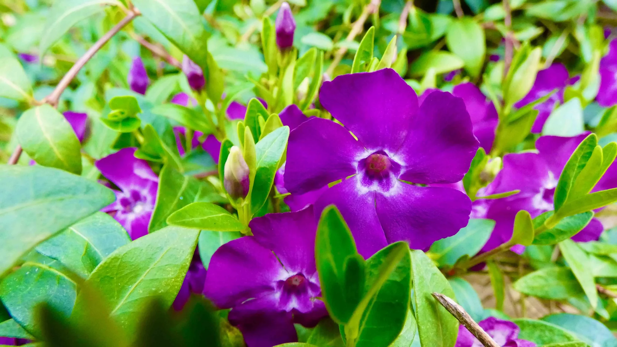 Seasonal Planting
